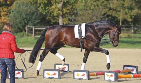 Creative Uses for Cavaletti in Horse Training