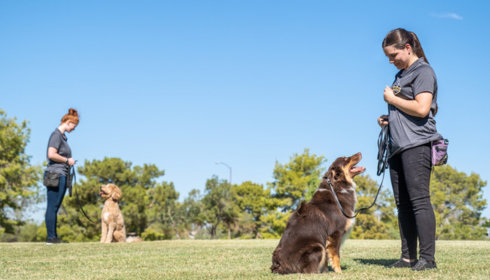 Puppy Obedience Phoenix for Better Early Dog Training